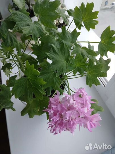 Пеларгония герань