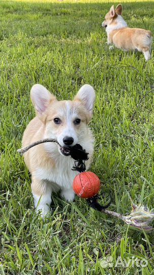 РКФ. Девочки Вельш корги пемброк