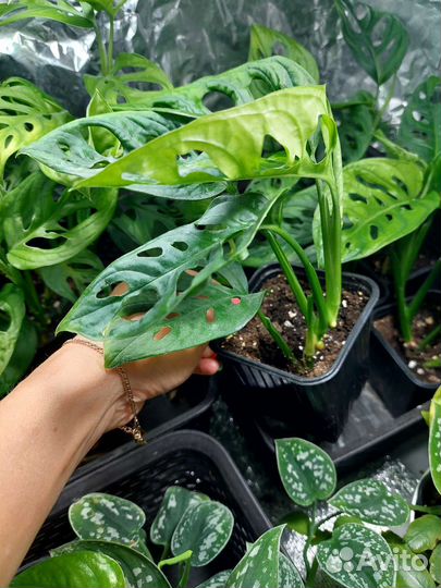 Монстера Манки Маск