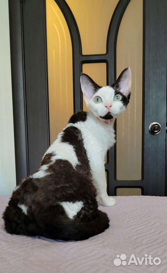 Девон-рекс кошка