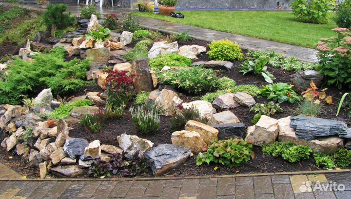 Садовые растения