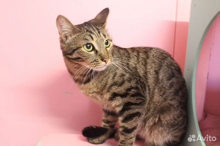 Котик Мурзик