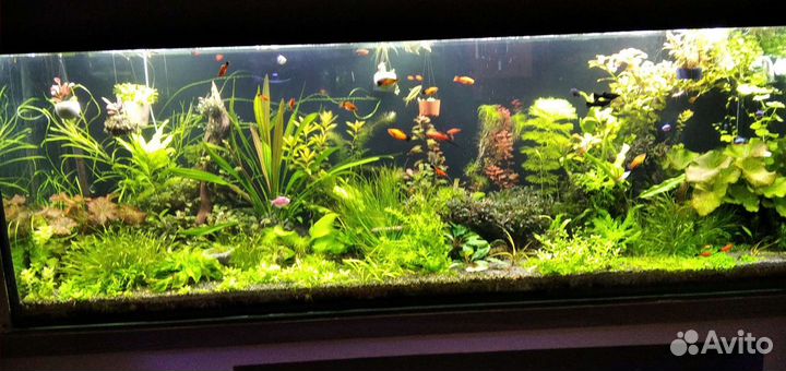 Аквариумные растения