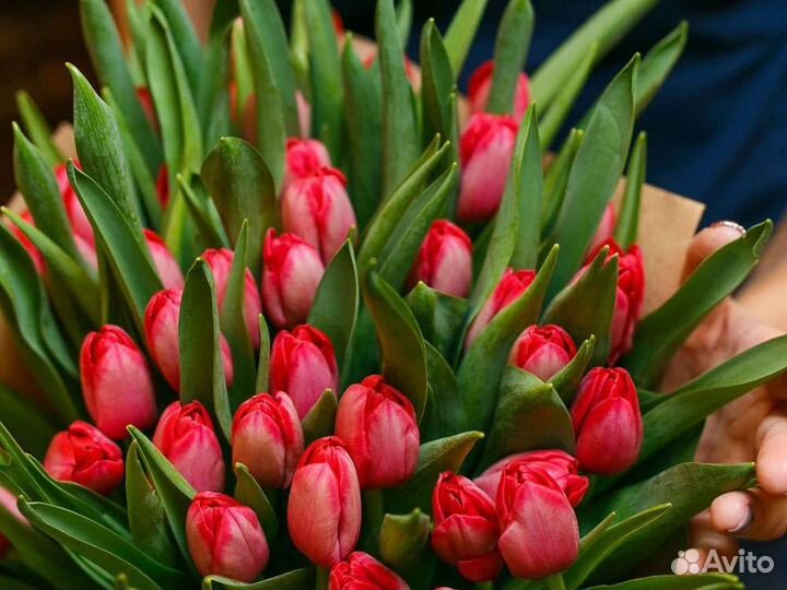 Тюльпаны оптом К 8 марта