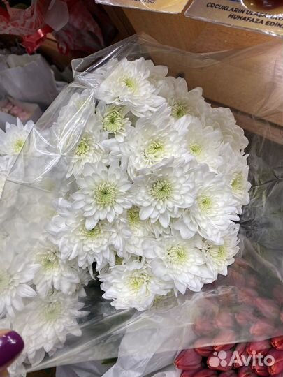 Хризантема