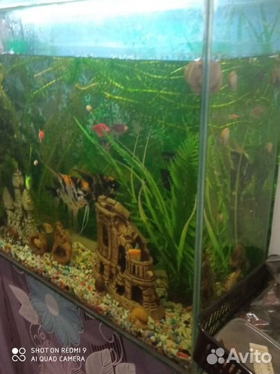 Аквариум с рыбками