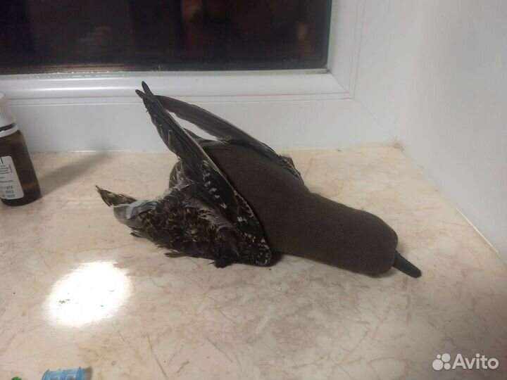 Потаска с крыльями птицы, игрушка для собаки