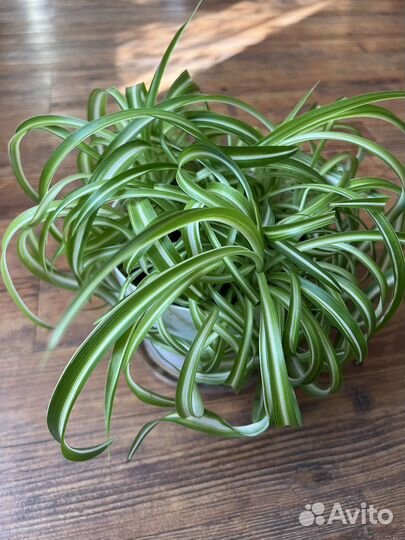 Хлорофитум кудрявый