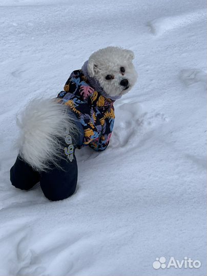 Вязка Бишон фризе