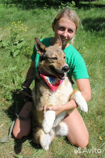 Степе необходим дом