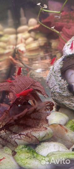 Креветки супер красные Кровавая мэри супер ред