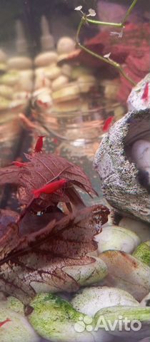 Креветки супер красные Кровавая мэри супер ред