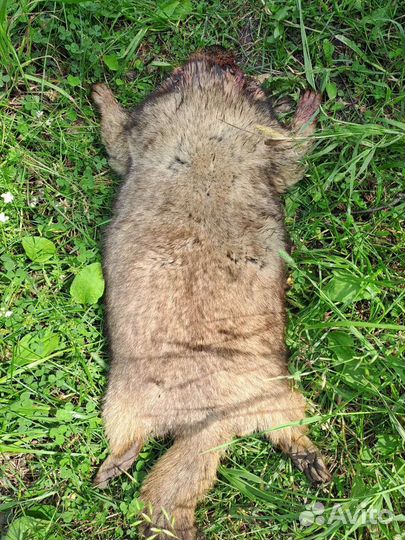 Тушка сурка