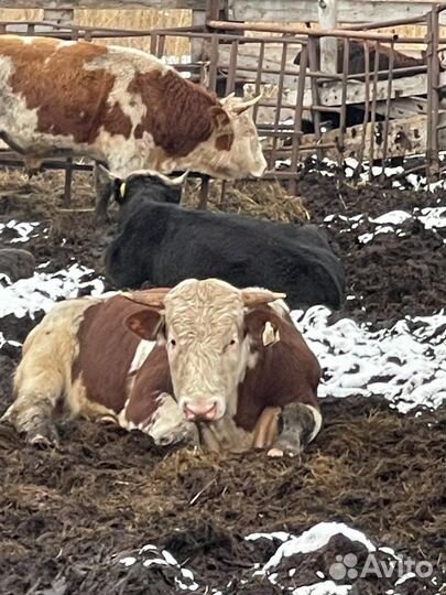 Продажа крс