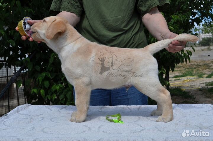 Щенок лабрадора