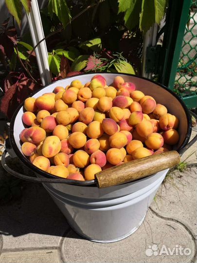 Абрикос домашний