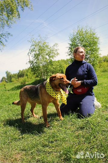 Баффи - Идеальная собака ждет вас