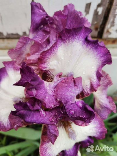 Цветы ирисы