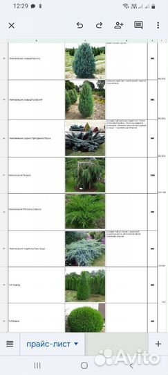 Туя,Ель,Можжевельник