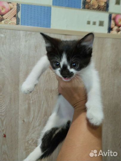 Котенок в добрые руки