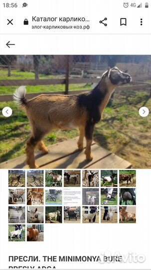 Карликовая камерунская козочка кн 75