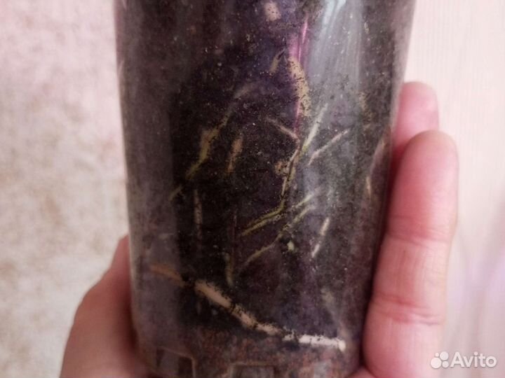 Монстера и др., добавляем