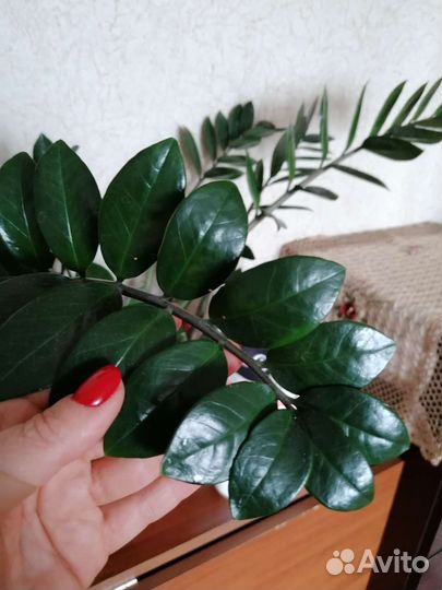 Замиокулькас