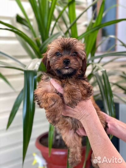 Йоркширский терьер щенки стандарт