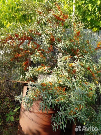 Плодовые деревья.кустарники и лианы