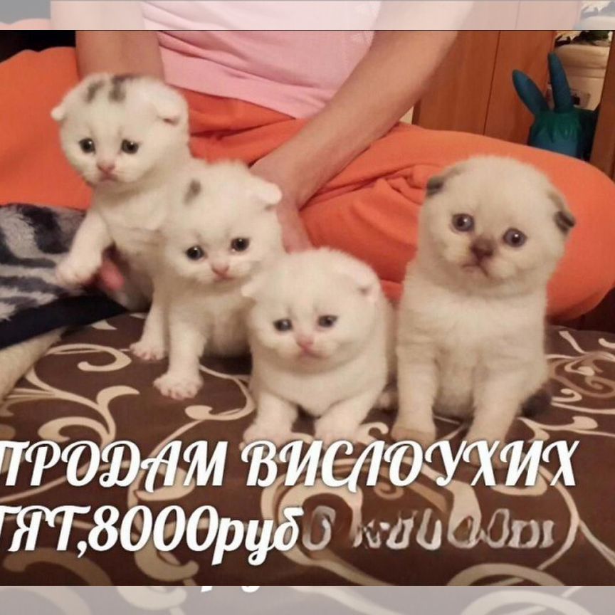 Шотландские вислоухие котята