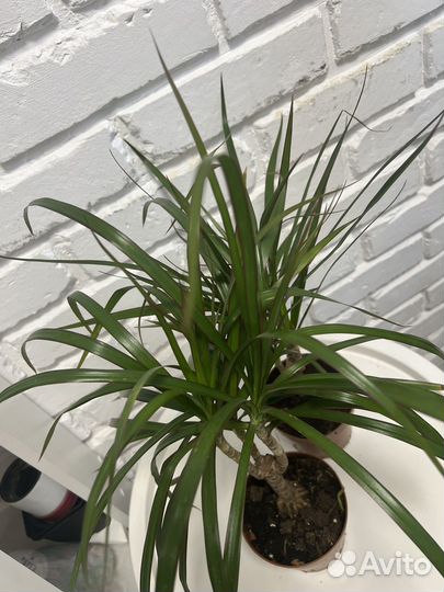 Пальма драцена