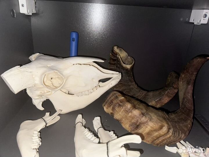 Баран с рогами