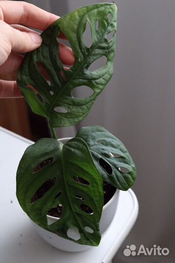 Монстера манки