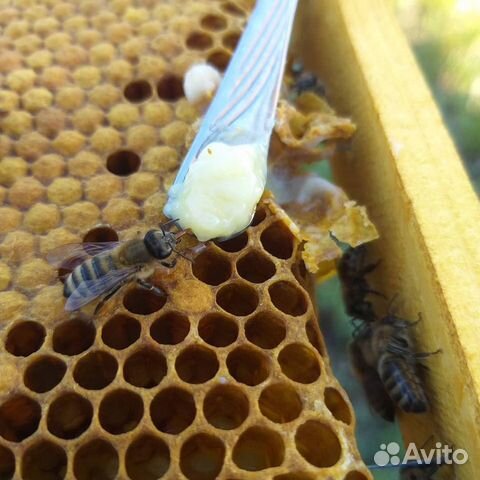 Маточное молочко нативное Челябинск