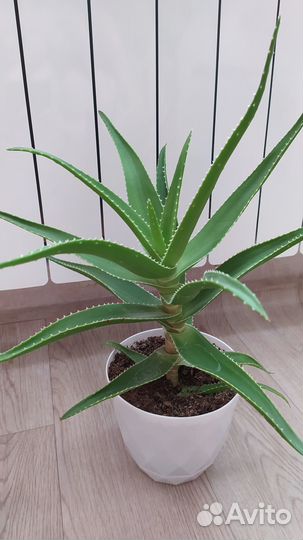 Растение алоэ лекарственный трехлетний