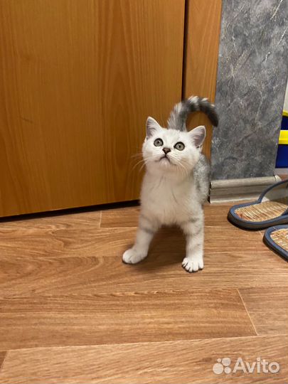 Шотландские котята