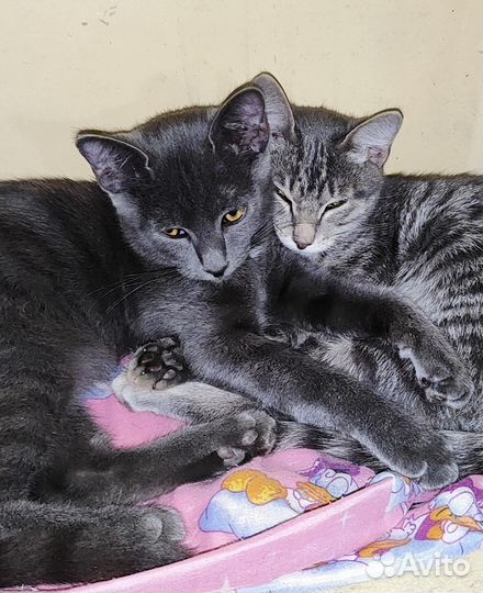 Замечательные котята