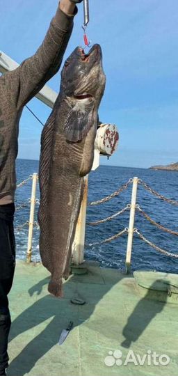 Териберка +Киты