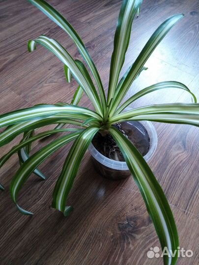 Хлорофитум