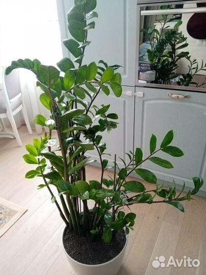 Замиокулькас