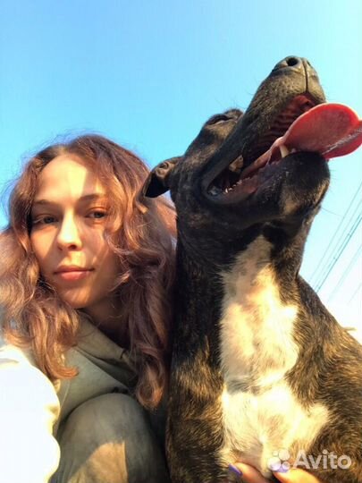 Догситтер, передержка