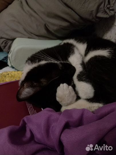 Отдам в добрые руки котика