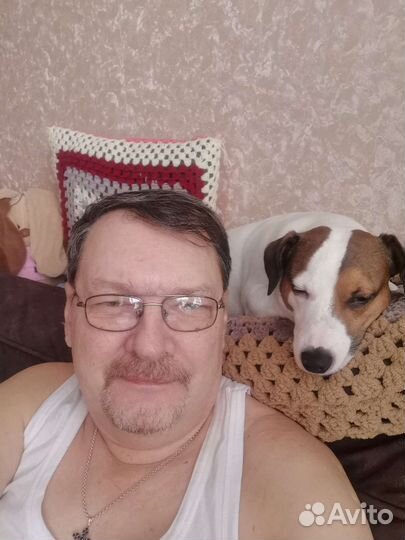 Вязка джек Рассел терьер