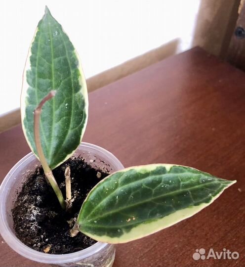 Обновлено 8.04 Хойя #1