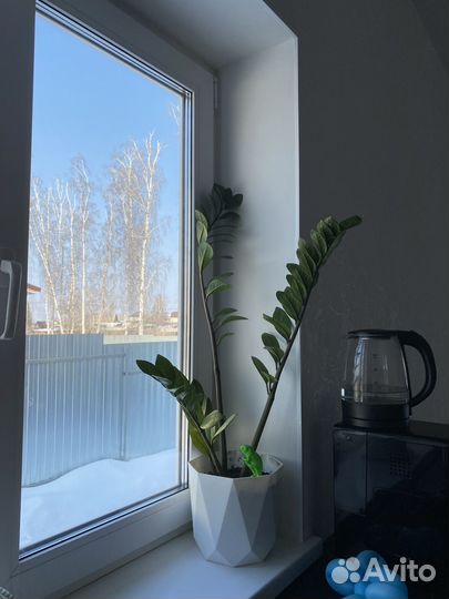 Замиокулькас