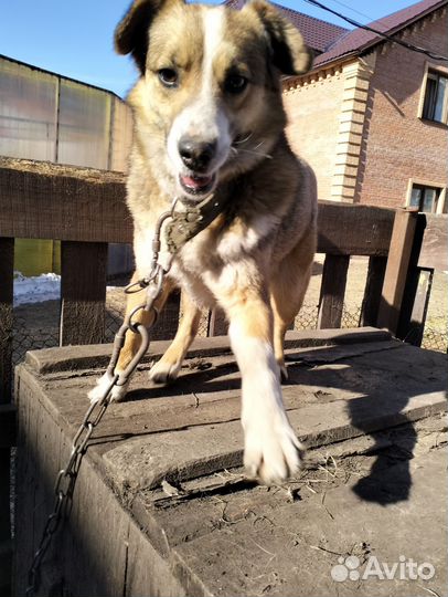 Собака в добрые руки отдам бесплатно