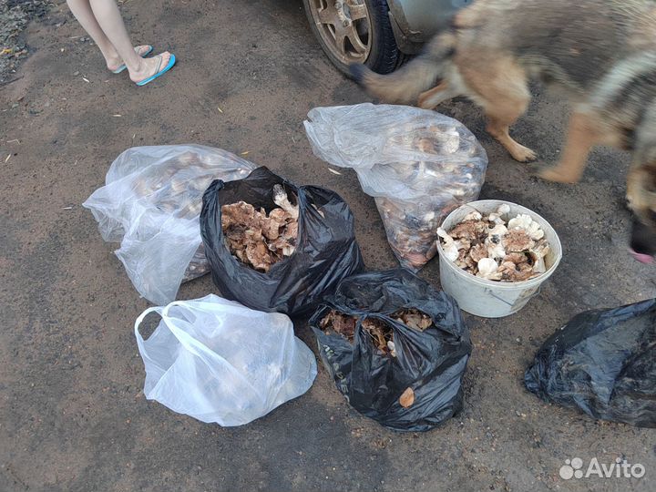 Грибы волуи