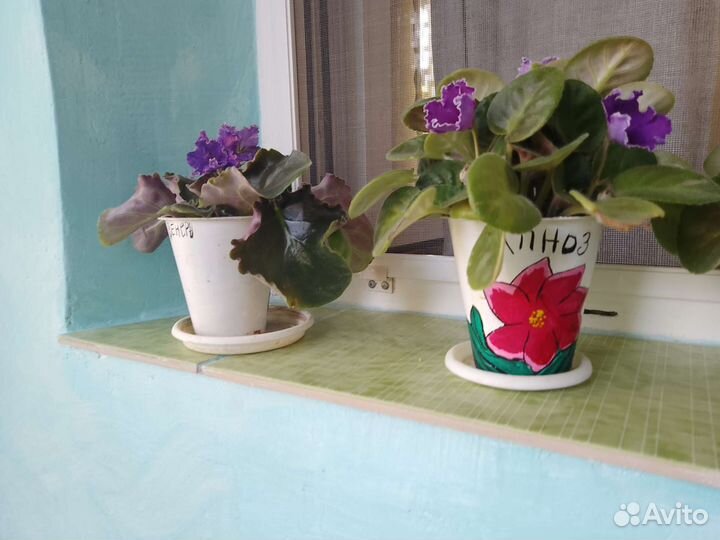 Фиалка в горшках