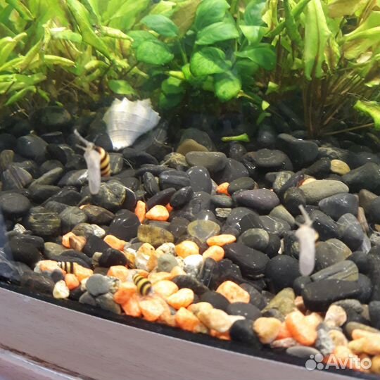 Гуппи красивые здоровые молодые + улитка Хелена