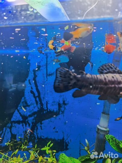 Обменяю аквариумных рыбок на растения